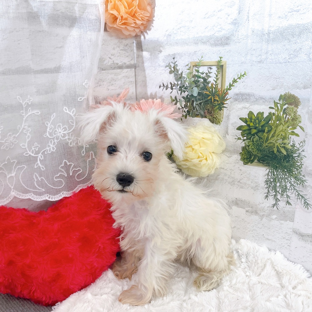 甘えん坊さんなミニチュアシュナウザーくん❤＊ペットショップ犬の家